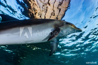 Bild på Dolphin swimming with divers in the Red Sea Eilat Israel